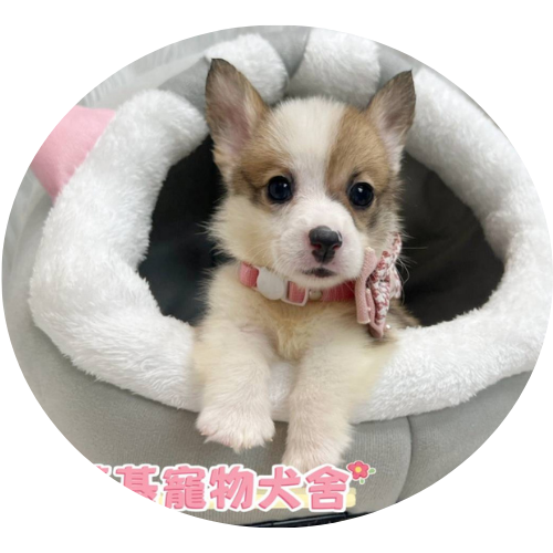 柯基犬幼犬