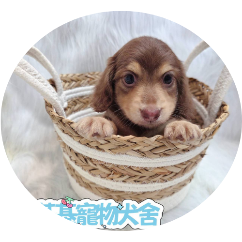 臘腸犬幼犬