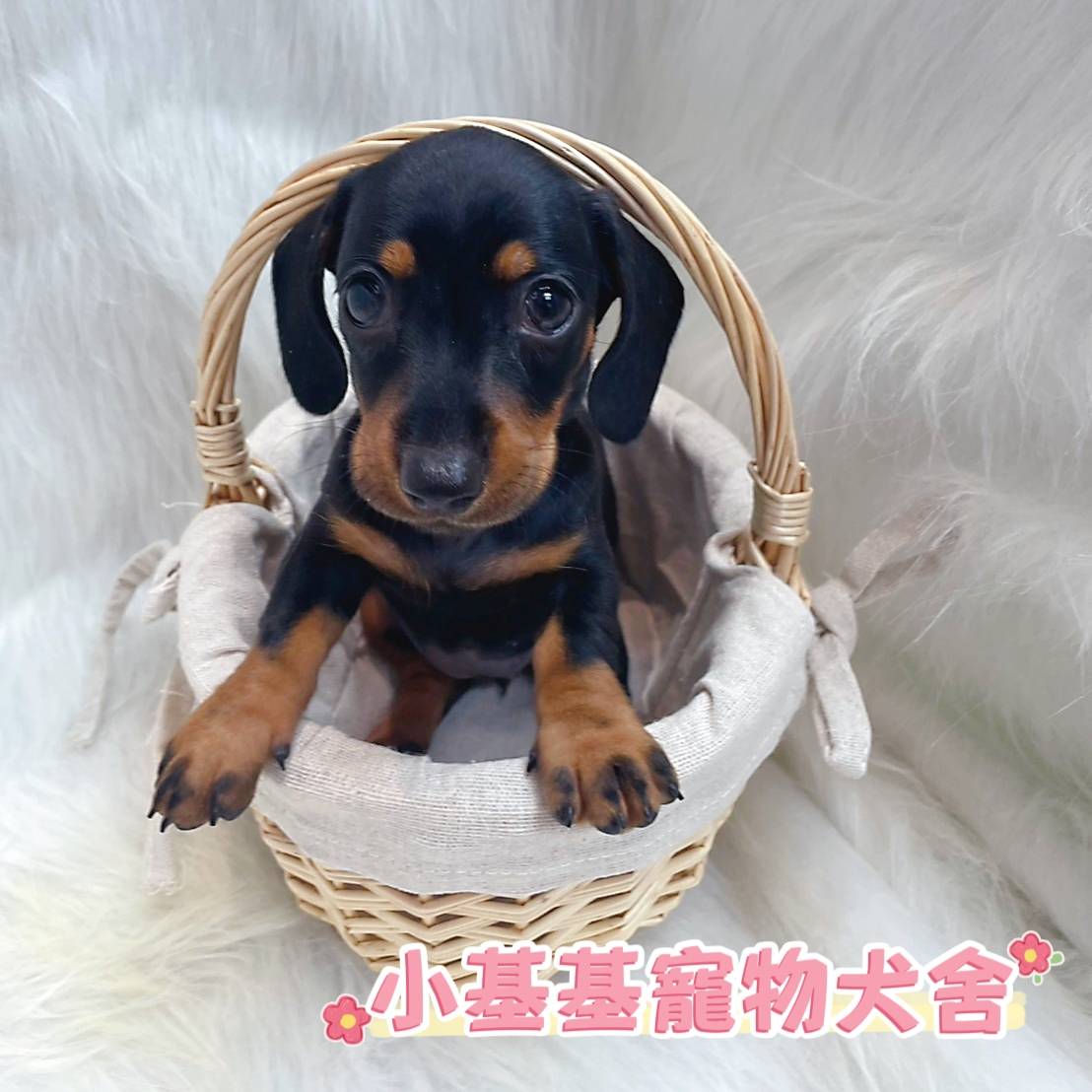 短毛臘腸犬幼犬