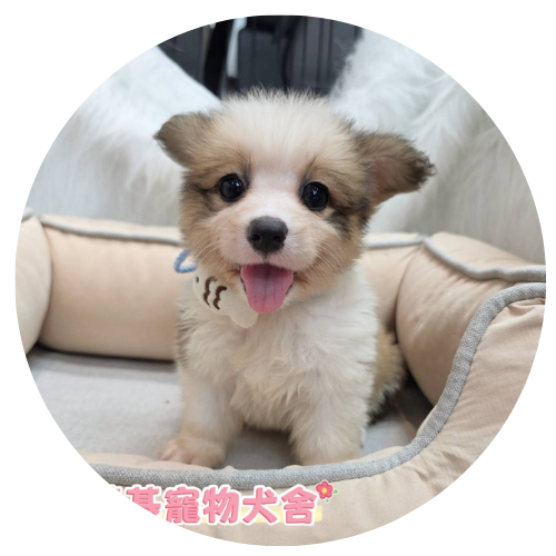 首頁圓圖